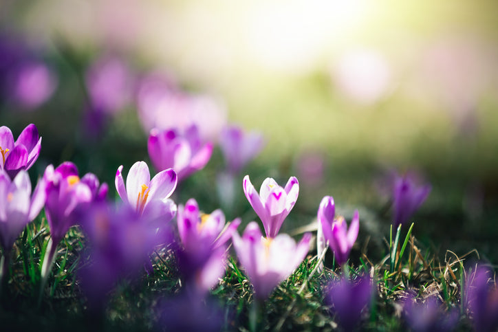 Afghanistan's Exquisite Saffron Cultivation